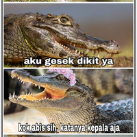 kepala-buaya