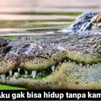buaya-melow