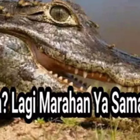 buaya-galau