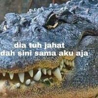 buaya-sini