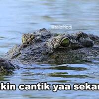 buaya-cantik