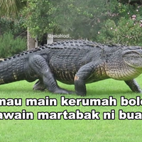 buaya-martabak