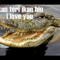 buaya-teri