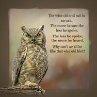 wise-owl