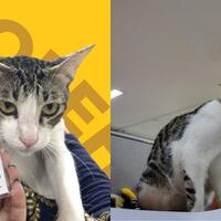 sekilas-tentang-soleh-kucing-yang-dipekerjakan-sebagai-pegawai-pajak-di-kpp-serpong