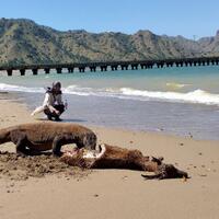 epik-tonton-pertunjukan-komodo-beraksi-di-pulau-komodo