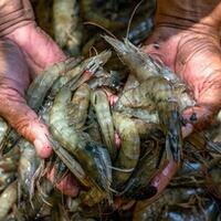 seafood-favorit-keluarga-quotudangquot-ternyata-udang-satu-keluarga-dengan-kecoak-lho