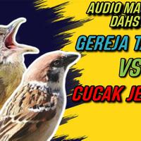 masteran-suara-kasar-gereja-tarung-mix-cucak-jenggot