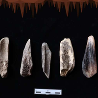 mengenal-bone-culture-budaya-manusia-purba-di-zaman-mesolitikum