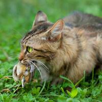 rahasia-nutrisi-kucing-apa-saja-yang-dibutuhkan-untuk-kucing-sehat