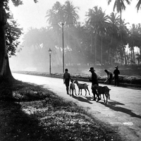 gembala-kambing-di-jakarta