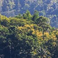 dalam-lima-tahun-aceh-kehilangan-hutan-mencapai-71552-hektare