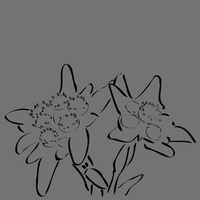 ada-dengan-edelweiss