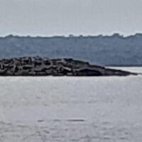 warga-mengungsi-akibat-muncul--pulau--di-tanimbar-usai-gempa-m-75