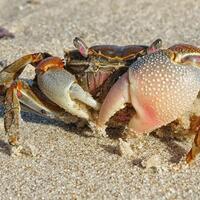 ternyata-ini-alasannya-kenapa-kepiting-jalannya-menyamping