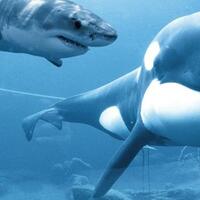 5-fakta-menarik-mengapa-hiu-putih-takut-pada-paus-orca