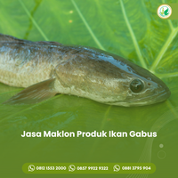 produsen-maklon-produk-ikan-gabus-0857-9922-9322-almanar-herbafit