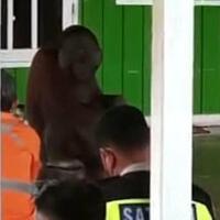 heboh-video-orang-utan-masuk-masjid-dan-ikut-jumatan-yang-suka-bolos-harusnya-malu