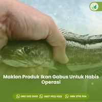 bisnis-maklon-ikan-gabus-untuk-habis-operasi-almanar-herbafit