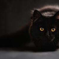 7-manfaat-memelihara-kucing-dalam-islam-tercatat-dalam-alquran