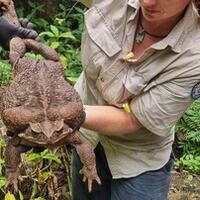 australia-menemukan-kodok-terbesar-di-dunia-dan-dinamakan-toadzilla-tanggapannya-gan