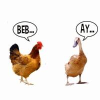 kalau-ceker-ayam-bisa-populer-kenapa-ceker-bebek-tidak