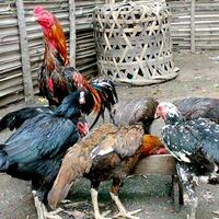 bukan-hanya-kambing-ini-hewan-yang-cocok-dipelihara-di-desa-karena-menghasilkan
