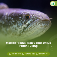 maklon-produk-ikan-gabus-untuk-patah-tulang-0857-9922-9322-cv-almanar-herbafit