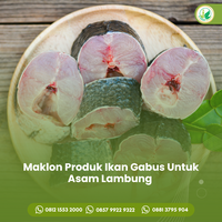 jasa-maklon-ikan-gabus-untuk-mengatasi-asam-urat-bersama-almanar-herbafit