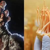 bukan-manusia-ini-makhluk-hidup-yang-bisa-berubah-jadi-zombie-karena-jamur-cordyceps