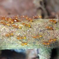 ini-jumlah-semut-di-bumi-dan-perkiraan-berat-total-seluruh-semut-yang-ada