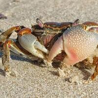 tahu-alasan-kenapa-kepiting-jalannya-menyamping-ternyata-ini-dia-penyebabnya