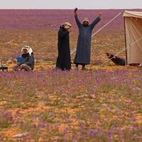 heboh-padang-bunga-mendadak-muncul-di-arab-saudi