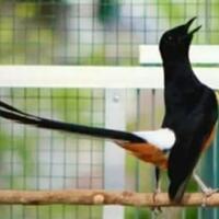 tips-merawat-burung-kicau