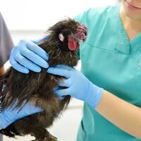 30-kasus-flu-burung-pada-unggas-ditemukan-di-tanah-bumbu-kalsel