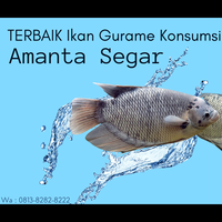 terbaik-ikan-gurame-konsumsi-ukuran-550---650-gram--wa081382828222--amanta-segar