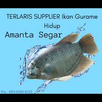 terlaris-supplier-ikan-gurame-konsumsi--wa081382828222--amanta-s