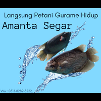 langsung-petani-ikan-gurame-konsumsi--wa081382828222--amanta-segar