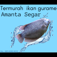 terbaik-ikan-gurame-konsumsi-ukuran--wa081382828222--amanta-segar