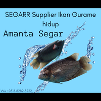 segar-supplier-ikan-gurame-hidup--wa081382828222--amanta-segar