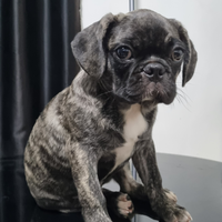 open-for-adopt-anjing-puppy-french-bulldog-mix-pug-nego