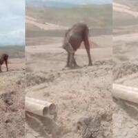 heboh-video-orangutan-kurus-kering-di-area-tambang-batubara-siapa-yang-salah-disini