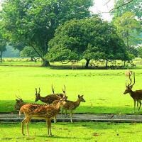 yuk-visit-kebun-raya-bogor-edukasi-foto-yang-instagramable