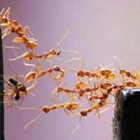 tanpa-kritik-belajarlah-kepatuhan-dari-bangsa-jepang-bodoh-nurut-pinter-ngajar