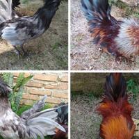 jual-ayam-hias-poland-jantan-ayam-kate-kt-di-medan