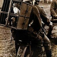 keinginan-terakhir-seorang-prajurit-wehrmacht-sebelum-meninggal