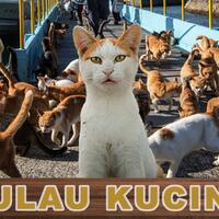 pulau-kucing-di-jepang-penghuninya-mayoritas-anabul