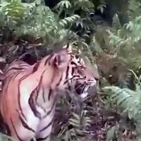 harimau-terkam-ternak-warga-di-solsel