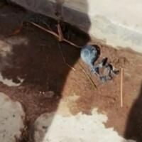 mayat-mini-misterius-ditemukan-di-bolivia-alien-atau-jenglot