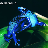 katak-panah-biru-paling-beracun-di-dunia--dorce-food